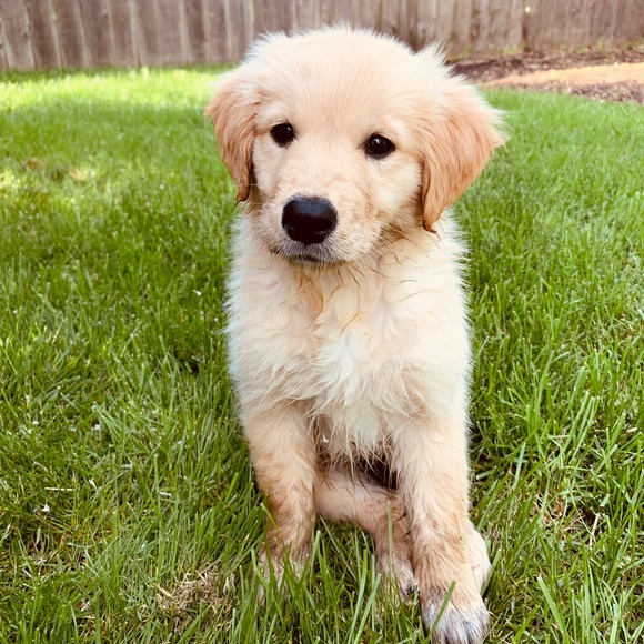 Meet your Posher, Grace - Picture 1 of 1